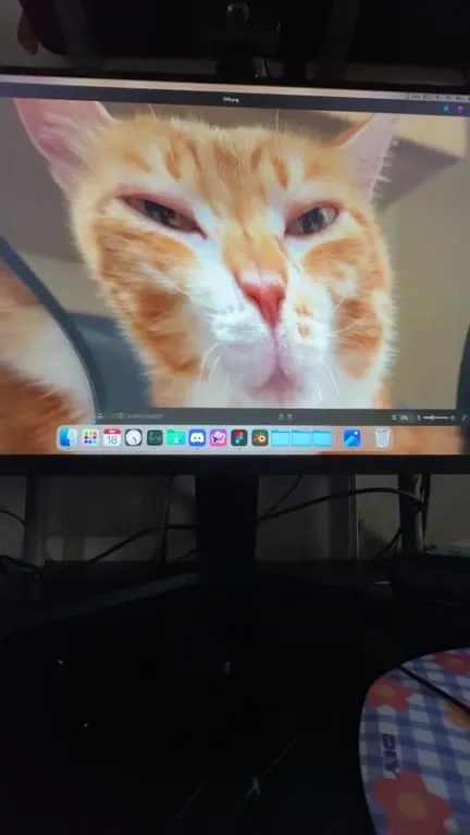 Кот, которого скрутило