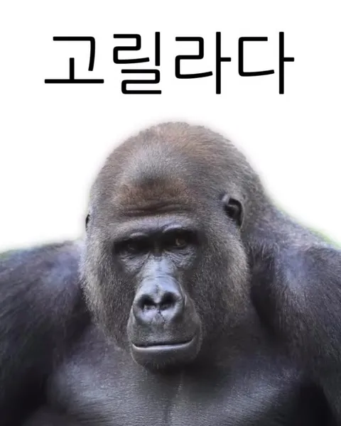너 고릴라다 잘생긴놈