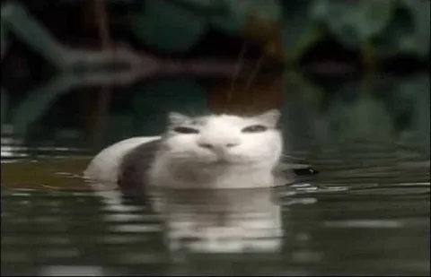 Кот, погружённый в воду