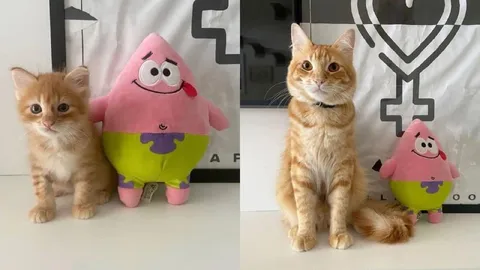 Котёнок и большой Патрик