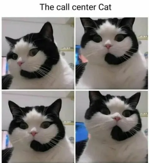The Call Center Cat