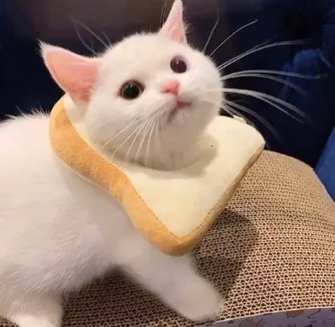 Белый кот на когтеточке