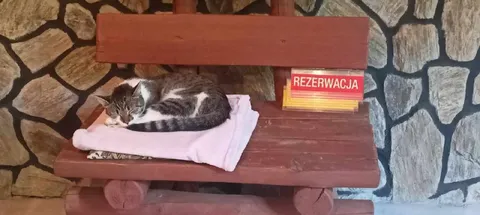 Kot zarezerwował ławkę