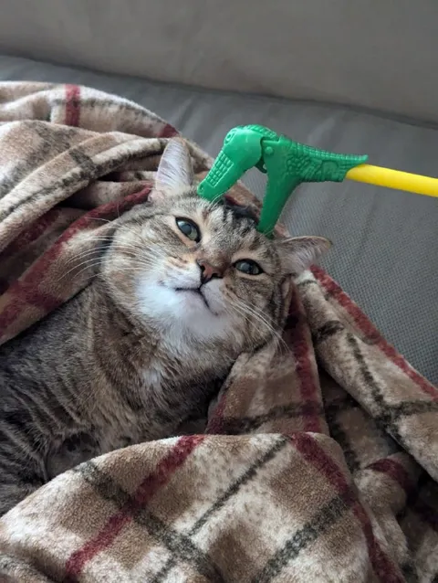 Кот и игрушечный динозавр