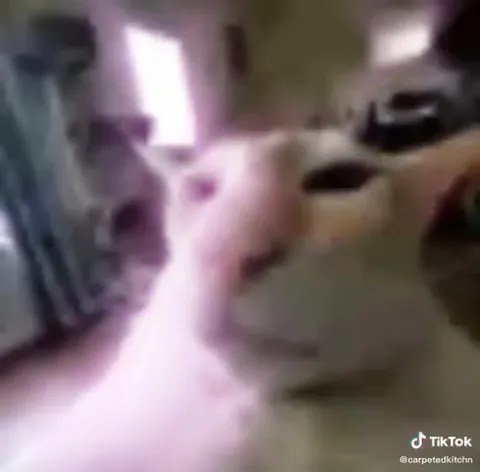 God Damnit Cat Gaming Montage
