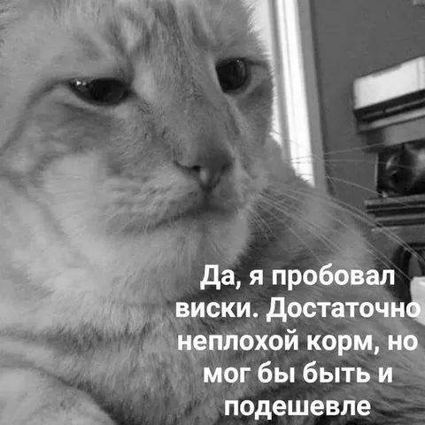 Кот оценивает виски