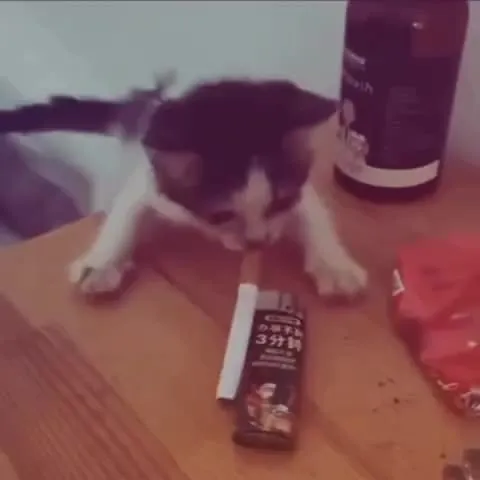 Кот уносит сигарету