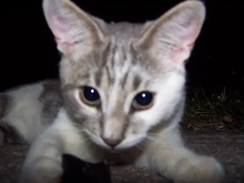 Котёнок смотрит в душу