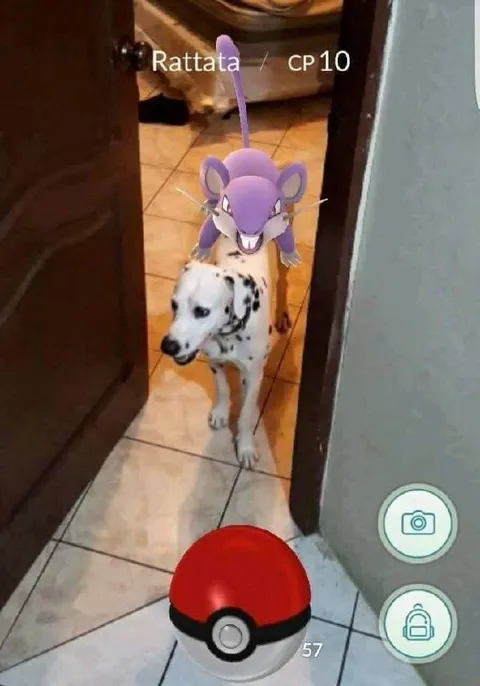 Rattata CP 10 Dog