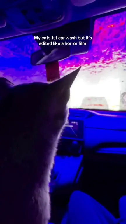 Cat's First Car Wash Horror