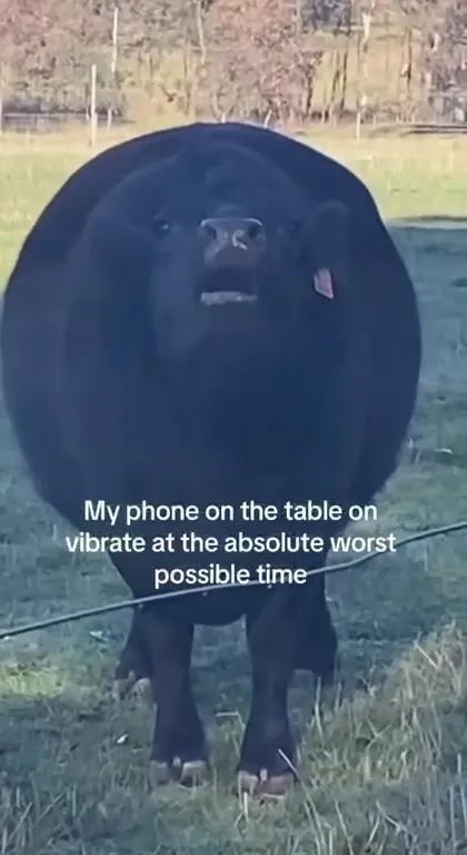 Bull Vibrating at the Worst Time