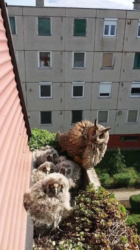 Совы на балконе