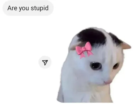 Are You Stupid Cat