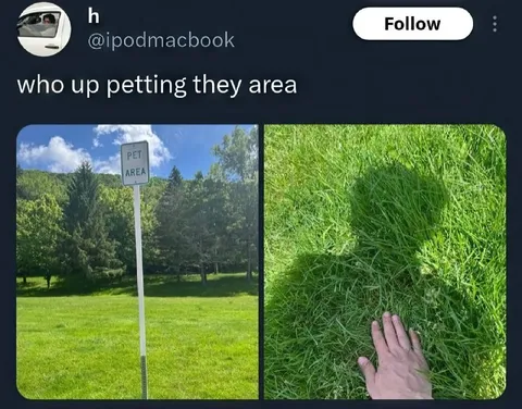Who Up Petting They Area