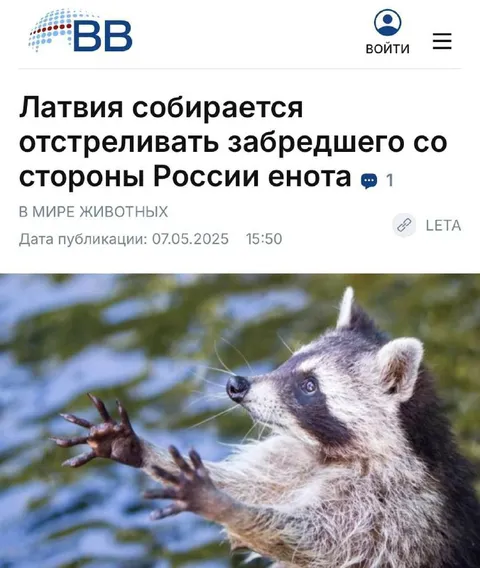 Енот готовится к обороне