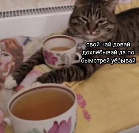 Кот требует свой чай