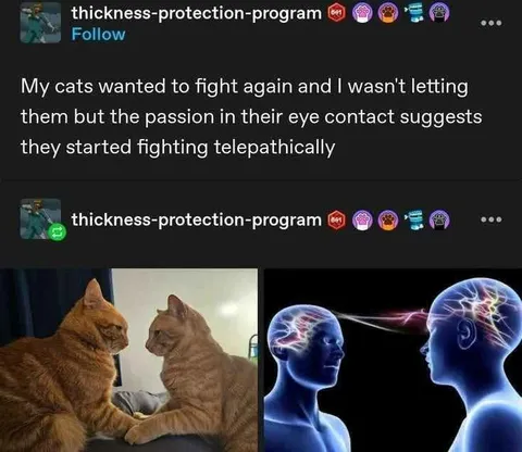 Cats Fighting Telepathically