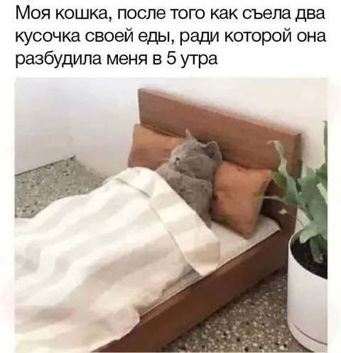 Кошка после еды в пять утра