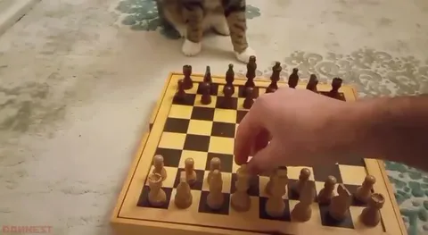 Кот играет в шахматы