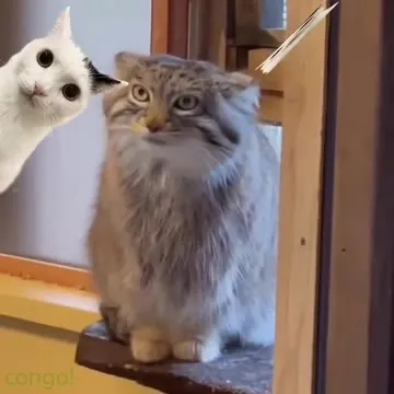 Коты под фанковый рэп