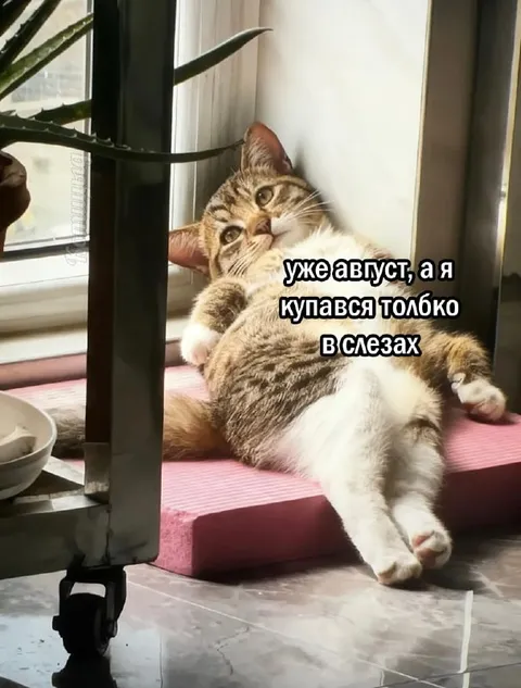 Кот, который не купался