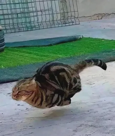 Летающие коты-близнецы