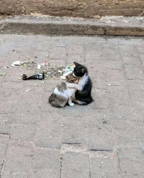Котята обнимаются на улице