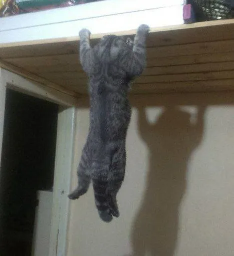 Кот повис на полке