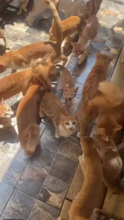 Оранжевые коты повсюду