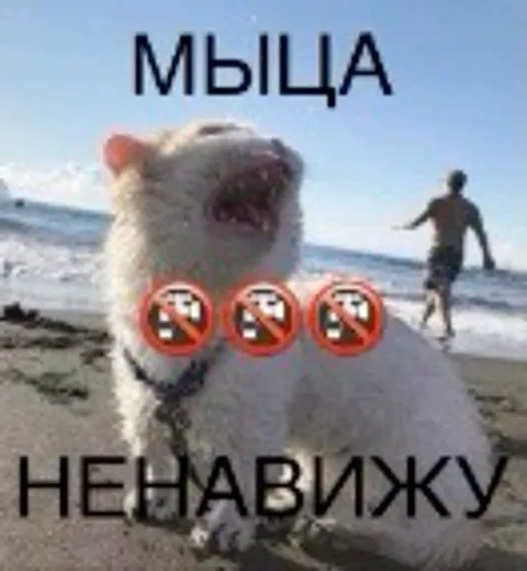Кот ненавидит пляж