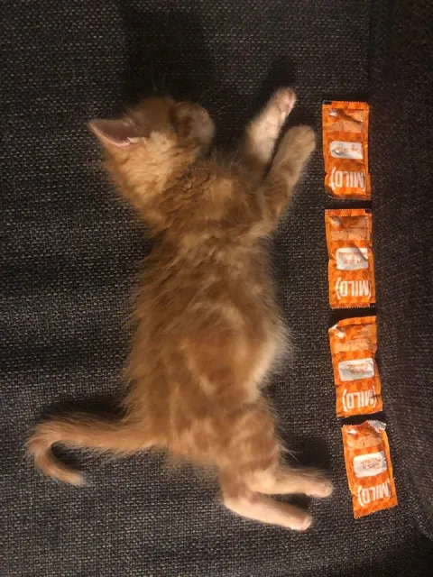 Kitten Measures Out Milo Packets