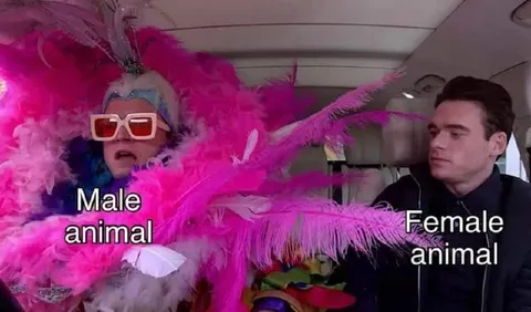 Male Animal Female Animal