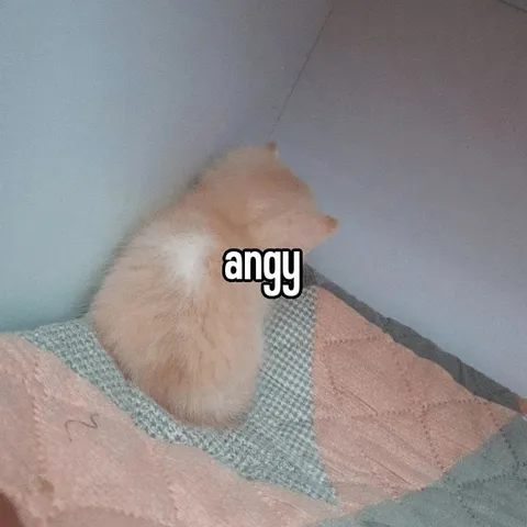 Angy Cat on a Blanket