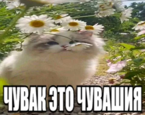 Чувак это чувашинг