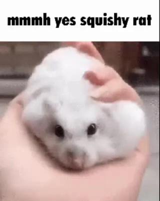 Squishy White Rat Reaction