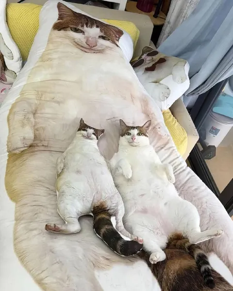 Коты на подушке с котом