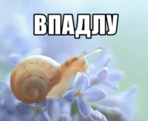Улитка на цветке Владцлу