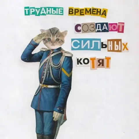 Трудные времена создают сильных котят
