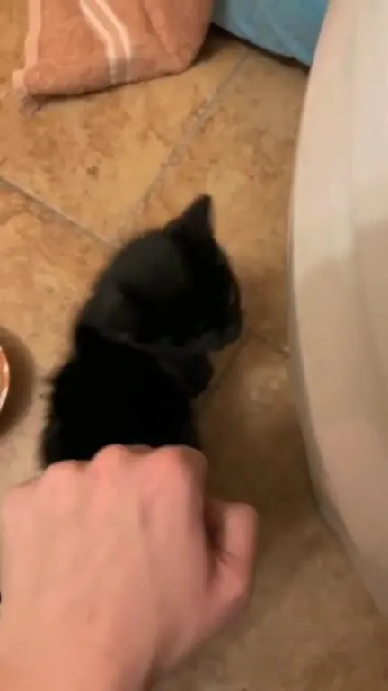 Маленький чёрный котёнок кричит