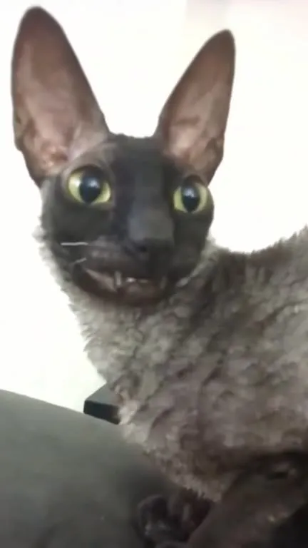 Unsettling Curly-Haired Cat