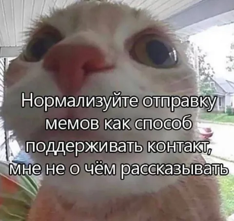 Кот просит отправлять мемы
