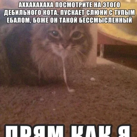 Тупой кот пускает слюни