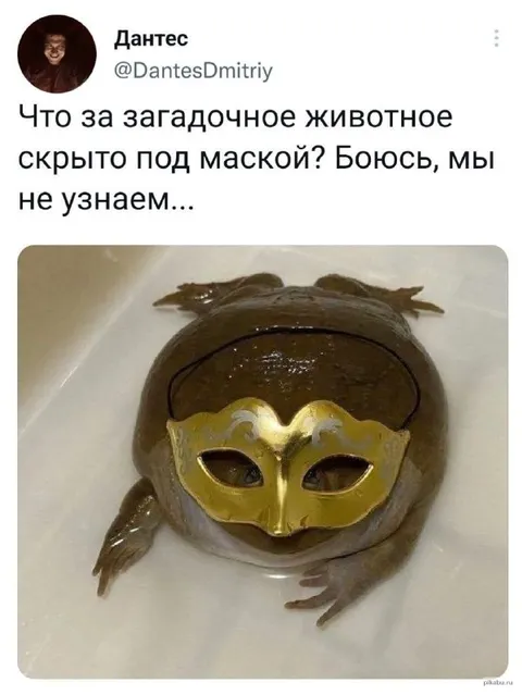 Загадочная лягушка под маской