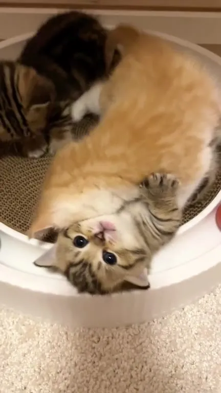 Котята под музыку о любви