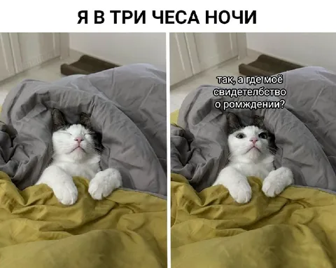 Кот ждёт свидетельство о рождении