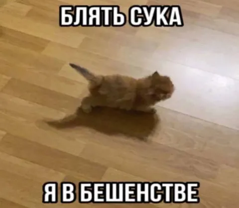 Котёнок в бешенстве