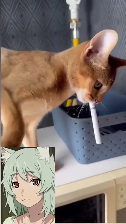 Кот с сигаретой во рту