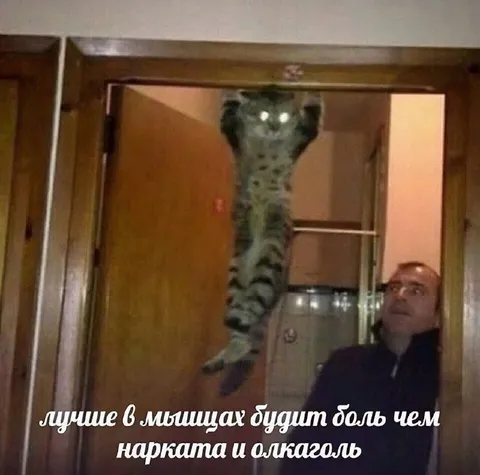 Кот лучше милиции
