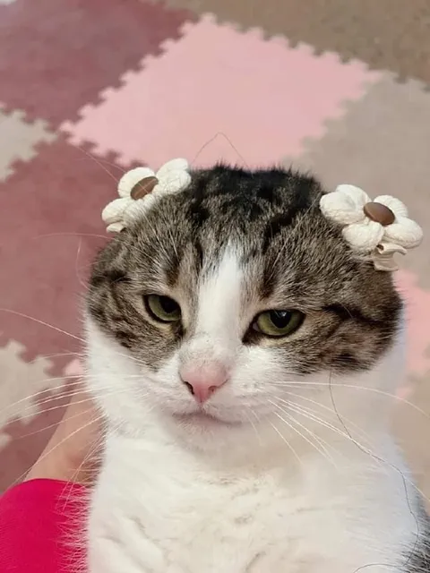Суровый кот в цветах