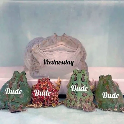 Wednesday and the Dudes